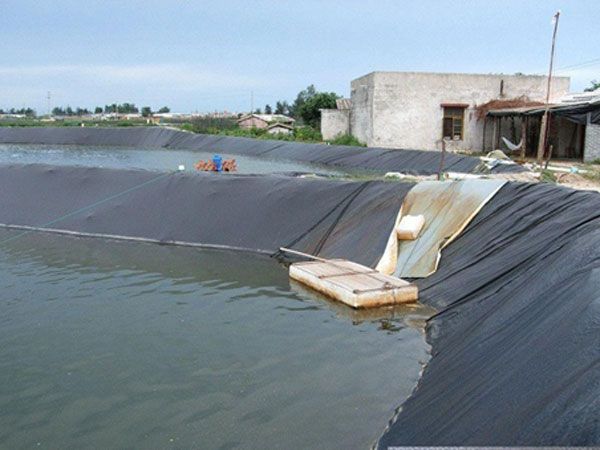 Construction of geomembrane for fish pond culture